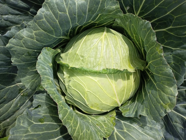 fresh single cabbage