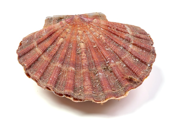 Fresh and single scallop on a white surface