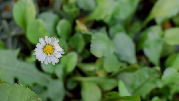 Fresh single White flower in an garden.