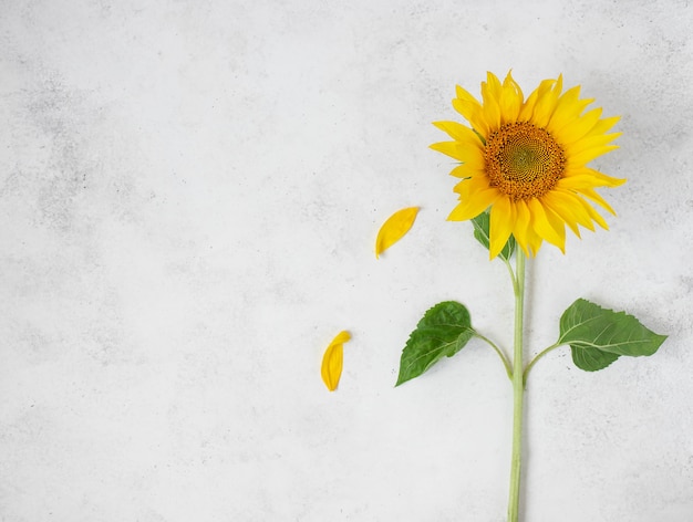 Fresh single yellow sunflower on white background