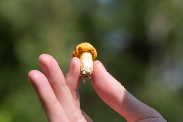 Fresh small Cantharellus mushroom in a mans hand closeup