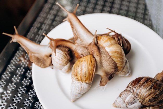 Fresh snails on a white plate ready to serve and eat