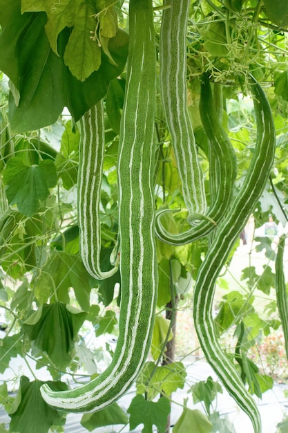 Foto zucca di serpente fresca appesa alla vite nel giardino