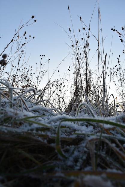 Neve fresca sull'erba e all'alba