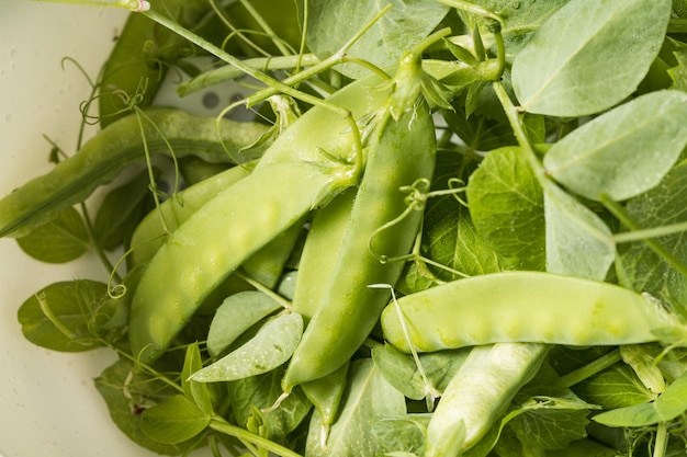 Fresh snow peas on monochrome background