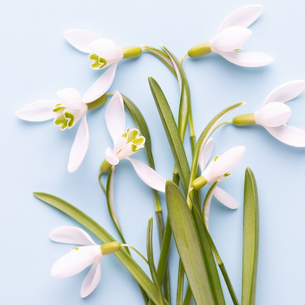 Bucaneve freschi su sfondo blu con posto per il testo. biglietto di auguri di primavera. festa della mamma. lay piatto.