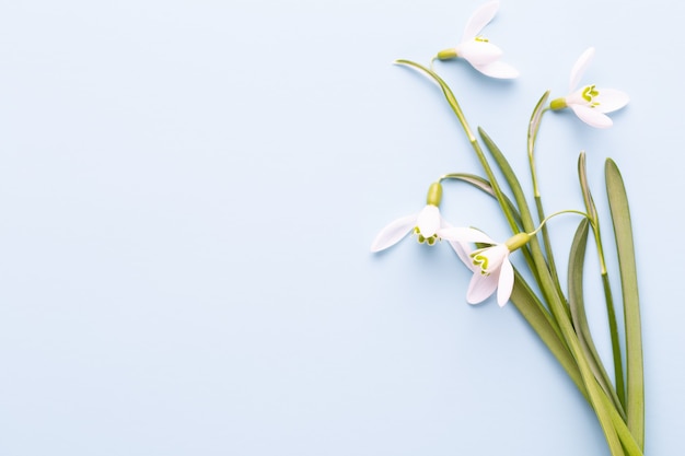 Fresh snowdrops on blue background with place for text.  