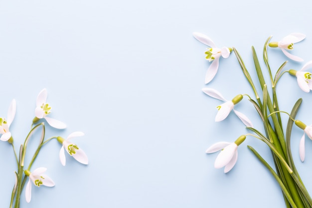 Fresh snowdrops on blue background with place for text.  