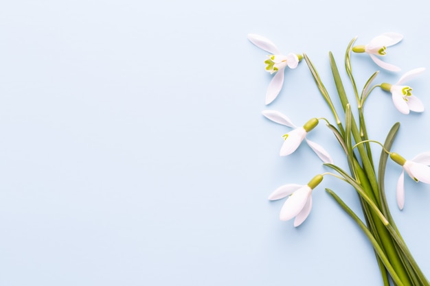 Fresh snowdrops on blue with place for text. Spring greeting card. Mother day. Flat lay.