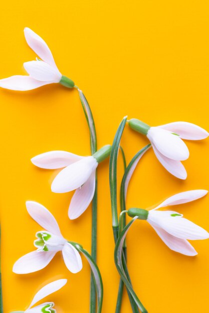 Fiori di bucaneve freschi su sfondo giallo con posto per il testo. biglietto di auguri di primavera. lay piatto.