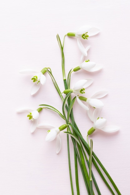 Fresh snowdrops on pink background with place for text.