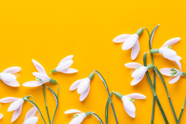 Fresh snowdrops on yellow background with place for text.  Flat lay.