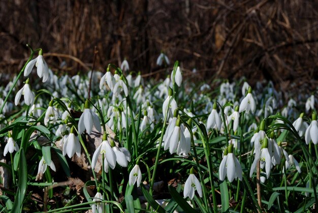 Fresh snowdrops