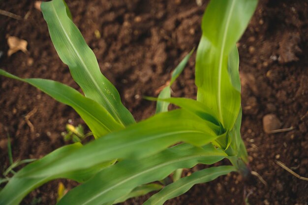 Campo agricolo di miglio di sorgo fresco.