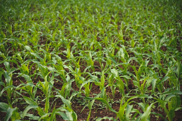 Fresh Sorghum millet agriculture field.