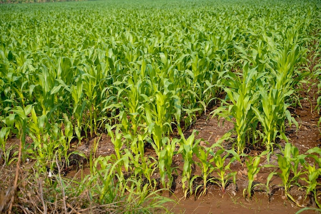 Fresh Sorghum millet agriculture field.