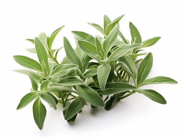 Photo fresh sorrel leaves plant on white background