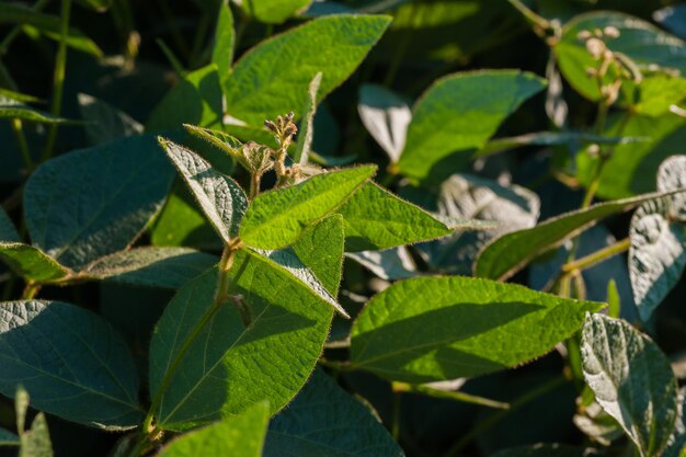 Fresh soy leaves, young shoots of future flowers close up