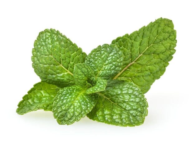 Fresh spearmint leaves isolated on white background