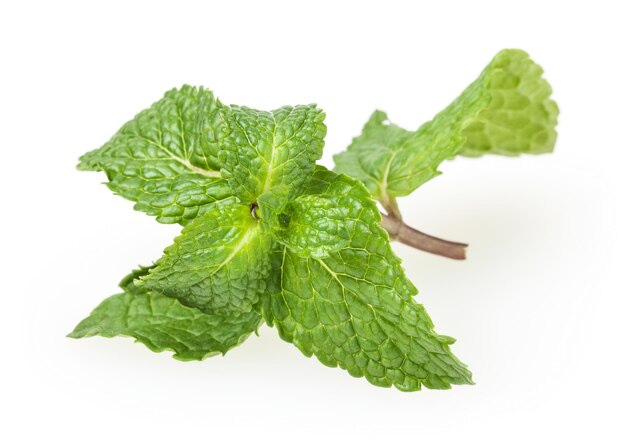 Fresh spearmint leaves isolated on white background