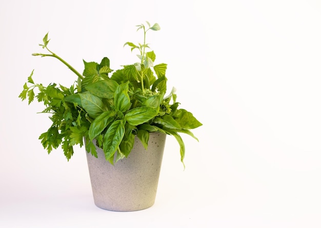 Fresh spicy aromatic herbs in a transparent glass beaker with water Basil sage thyme tarragon on a white background Useful garden herbs closeup