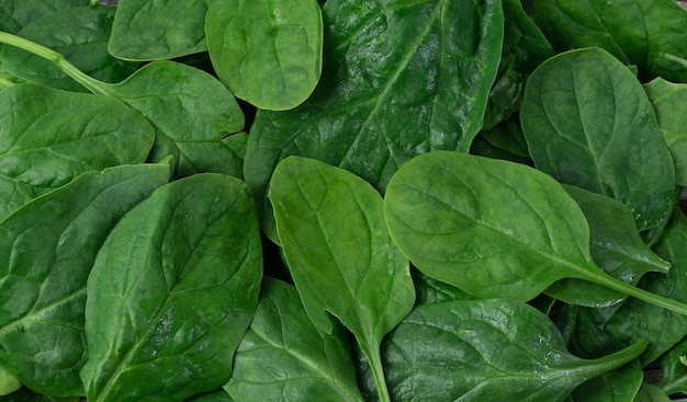 Fresh spinach close up view banner