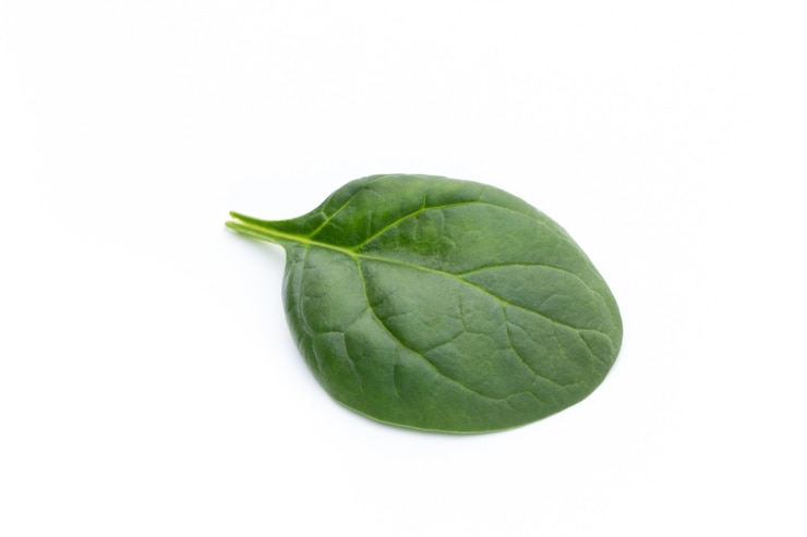 Photo fresh spinach isolated on the white.