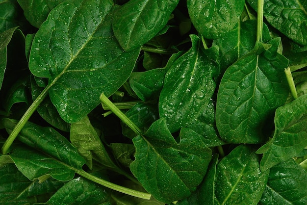 Fresh spinach leaves as background.