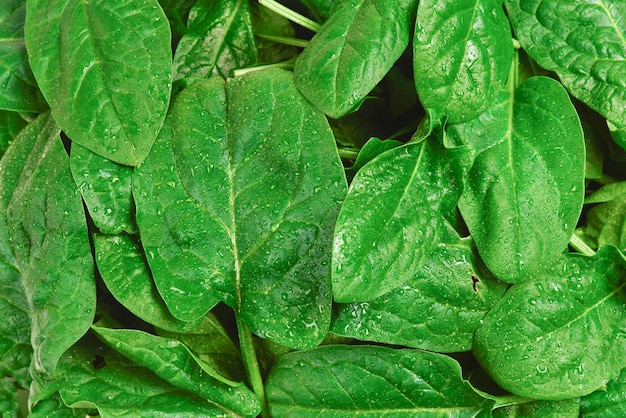 Fresh spinach leaves as background.