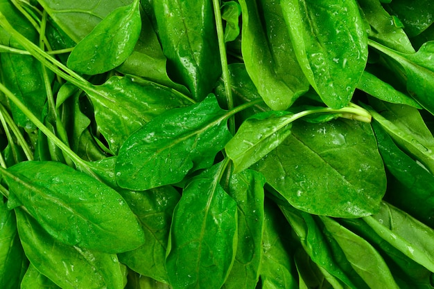 Fresh spinach leaves background