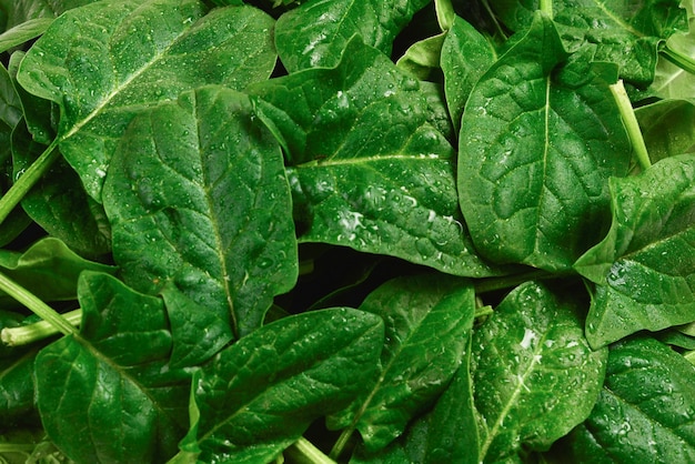 Fresh spinach leaves