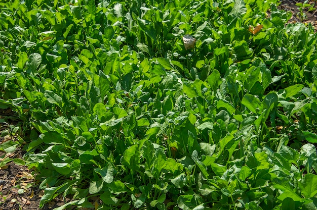 Fresh spinach in organic farm