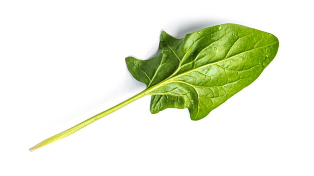 Fresh spinach on a white background