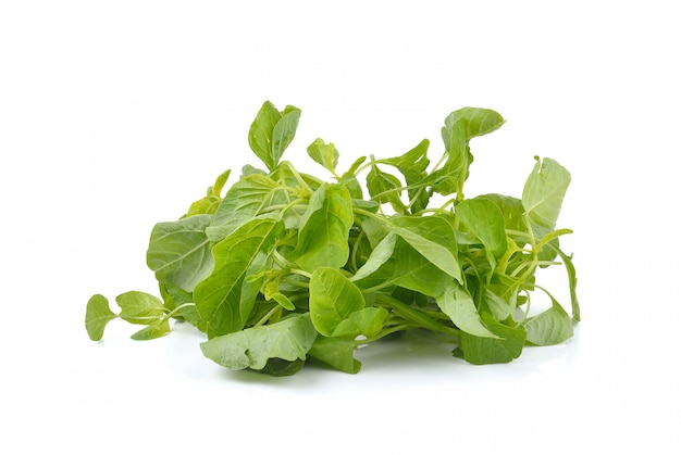 Fresh spinach 