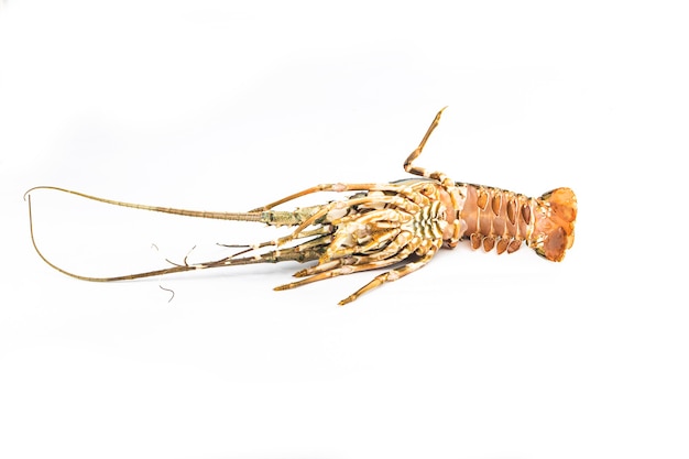 Fresh spiny lobster isolated on white background, Palinurus vulgaris