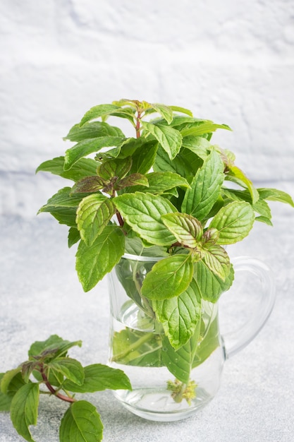 Fresh sprigs of fragrant mint in a glass