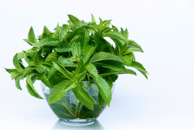 Fresh sprigs of mint in a glass bowl with water.Copy space.