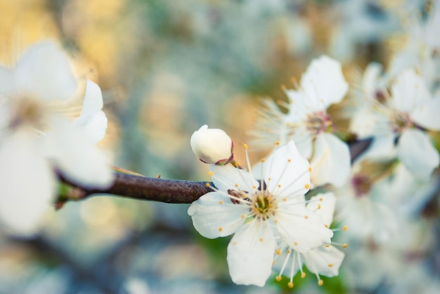 Fresh spring beautiful flowers of the cherry tree