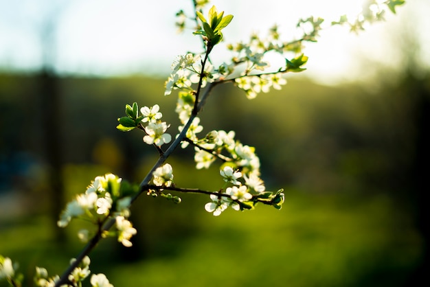 fresh spring blossom or flower of the fruit tree under sun shine