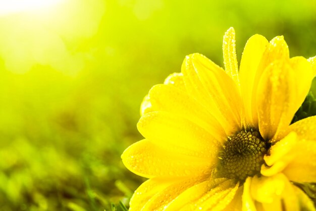 Fresh spring flower in sun light daisy