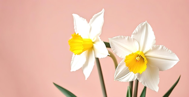 新鮮な春の花ピンクの桃の背景にあるナルシスの花束母の日バレンタインデー