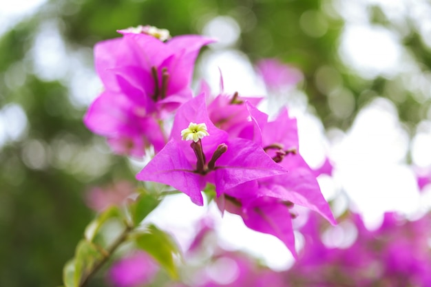 新鮮な春の花