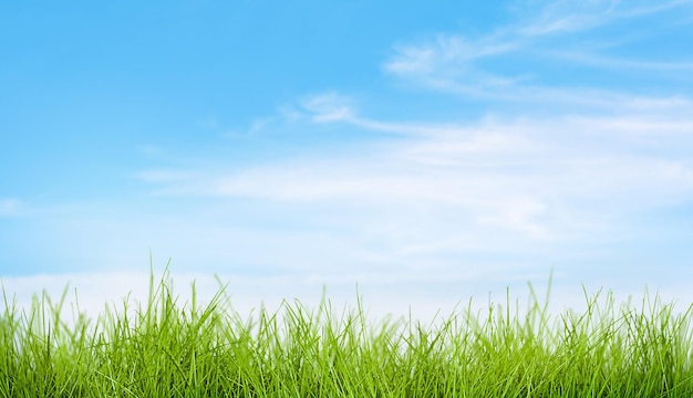 Фото Свежая весенняя трава на фоне голубого неба