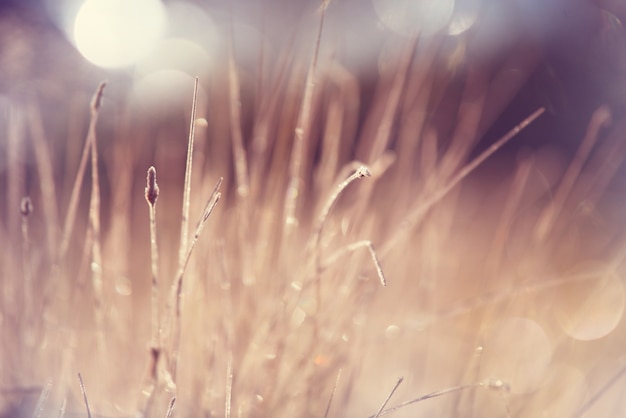 Fresh spring grass with drops on natural defocused nature