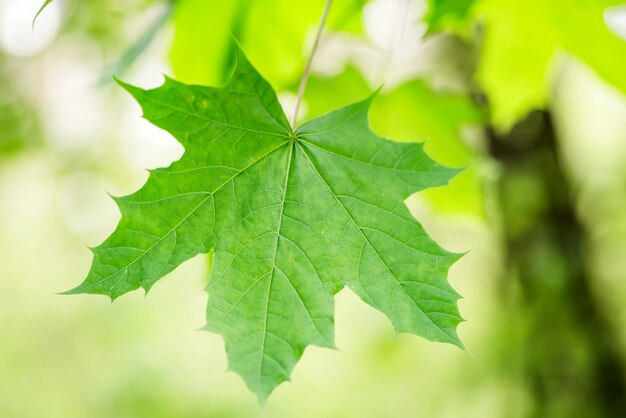 Fresh spring green close up maple leaf on a blurred garden background.