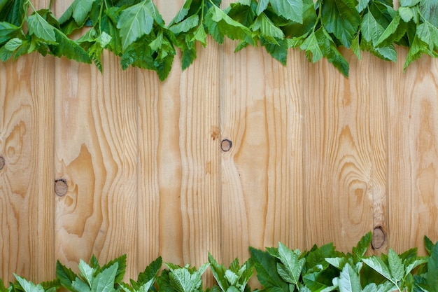 Fresh spring green grass and leaf plant over wood fence background.