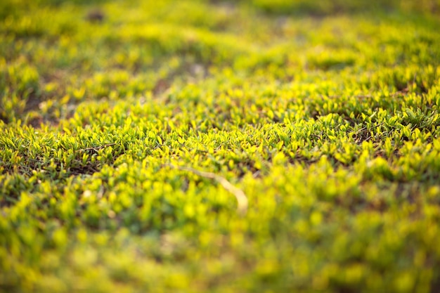 Fresh spring green grass under sunset light