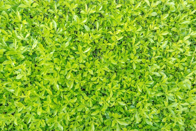 Fresh spring green grass texture or background.