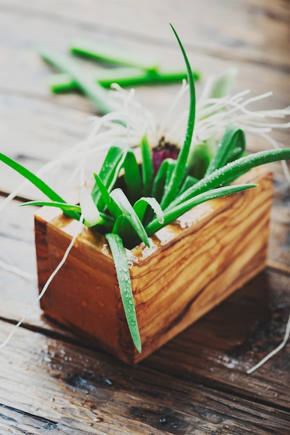 Fresh spring green onion