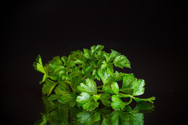 fresh spring green parsley foliage on black background